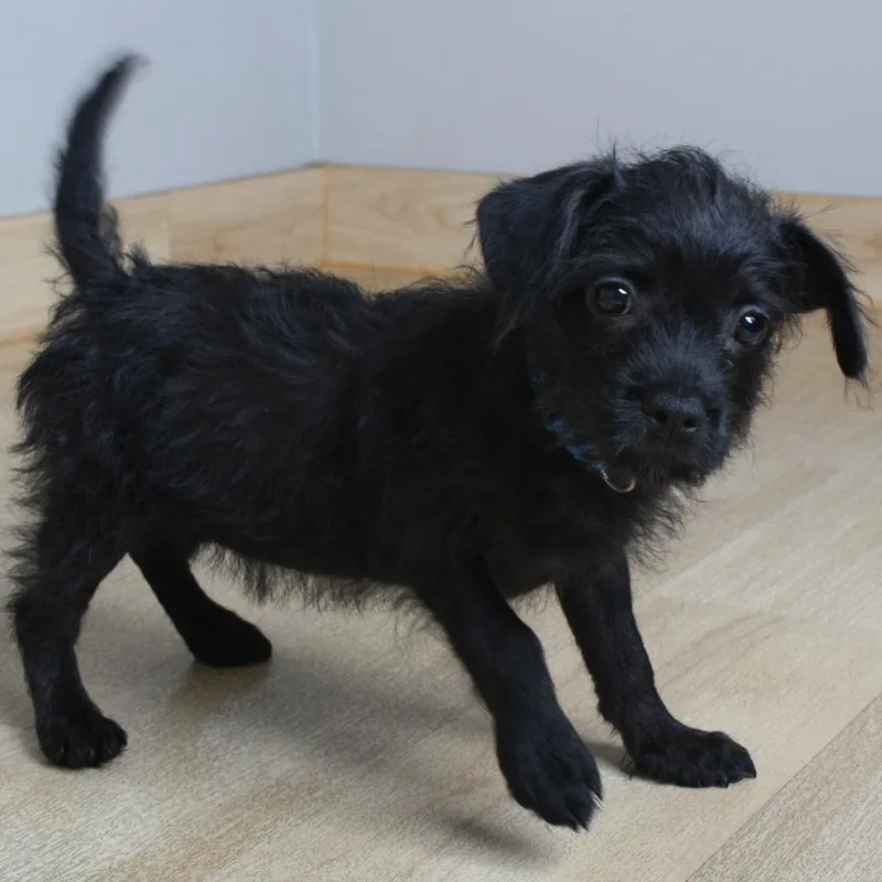 A baby small-sized female Black Chihuahua dog named Fifi Fuzzypants D for adoption in Minnetonka, MN