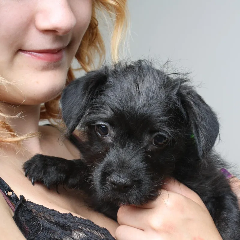Fifi Fuzzypants D thumbnail 5