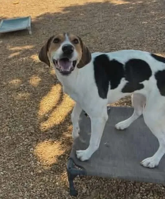 A young medium-sized female Tricolor (Brown, Black, & White) Treeing Walker Coonhound dog named Lulu for adoption in Spring Hill, TN