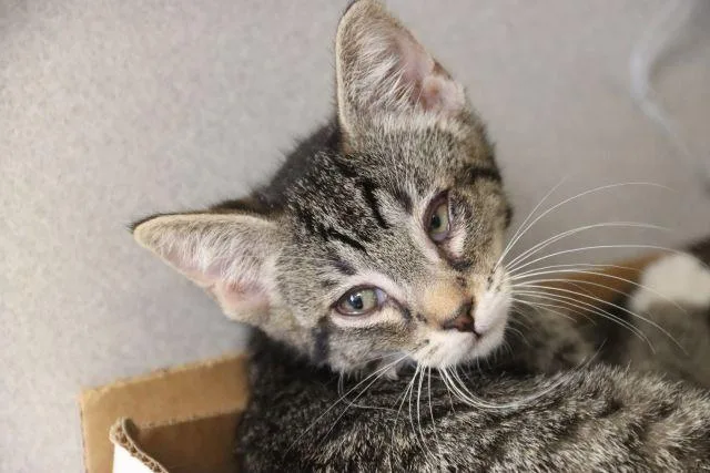 A baby small-sized female Domestic Short Hair cat named Gerkin for adoption in Tucson, AZ