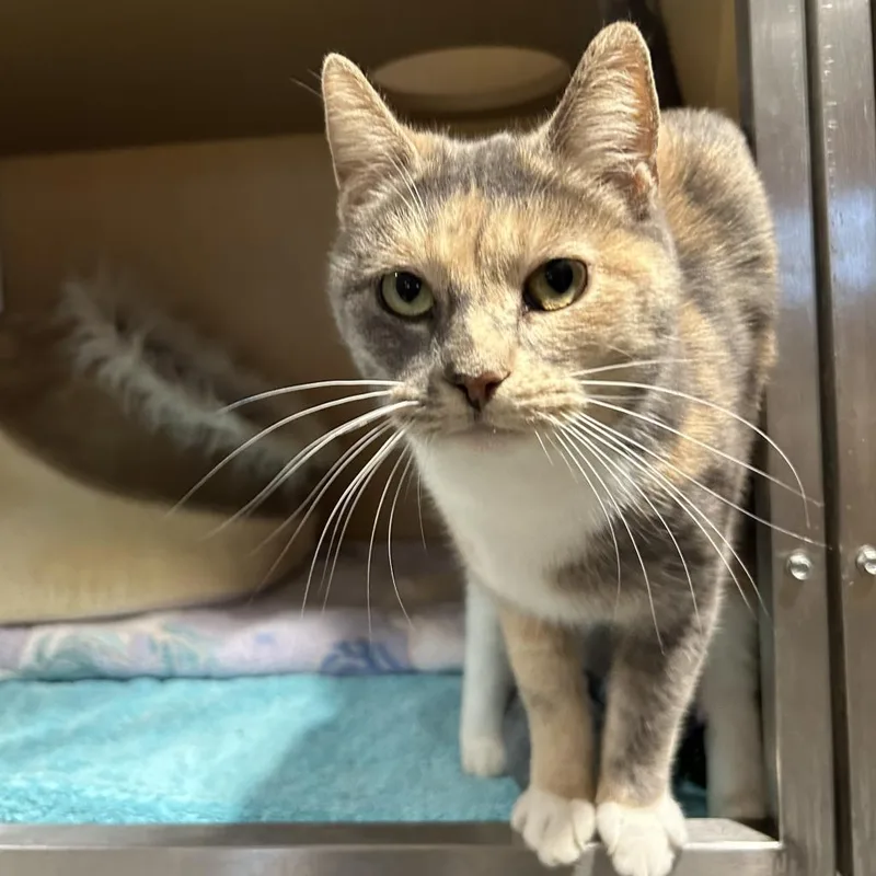A senior medium-sized female Tortoiseshell Domestic Short Hair cat named Gismo for adoption in Chesapeake, VA