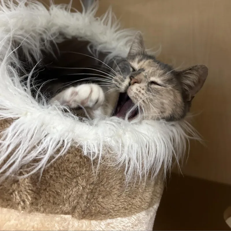 Gismo thumbnail 3