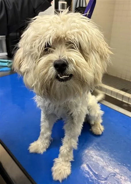 An adult small-sized male Maltese dog named Lewie for adoption in Phoenix, AZ