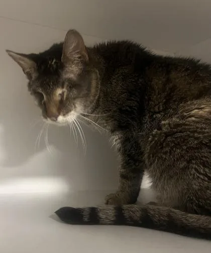 A senior small-sized male Domestic Short Hair cat named Carl for adoption in West Chester, PA