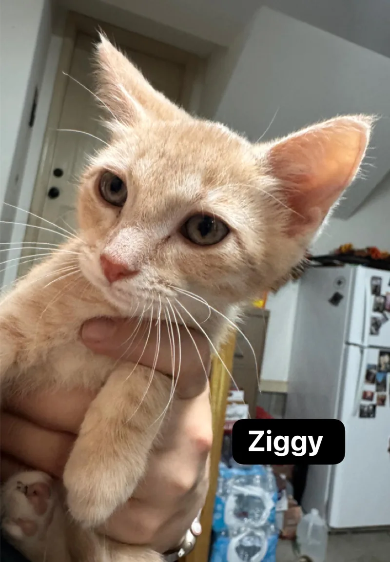 A baby medium-sized female Cream / Ivory Domestic Short Hair cat named Ziggy for adoption in Murfreesboro, TN