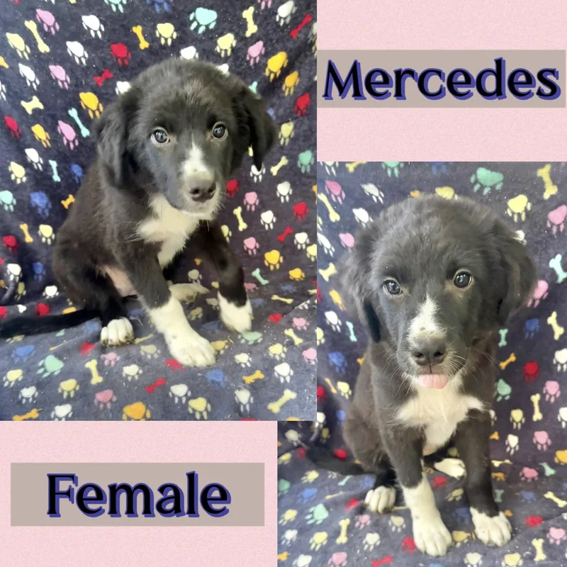 Mercedes