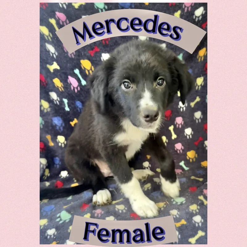 Mercedes thumbnail 2
