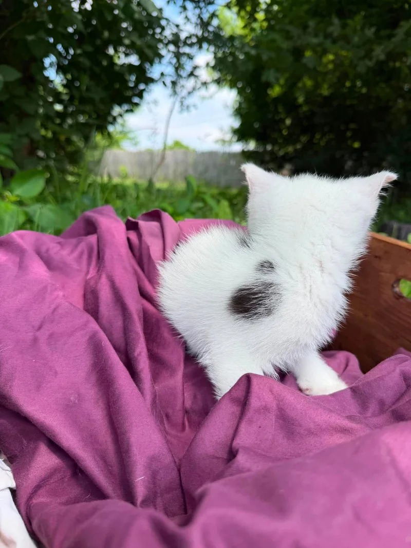 A baby medium-sized female White Domestic Short Hair cat named Buttercup for adoption in Hanover, PA