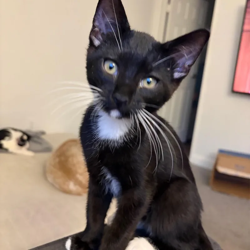 A baby small-sized male Black Domestic Short Hair cat named Boots Fischer for adoption in Las Vegas, NV