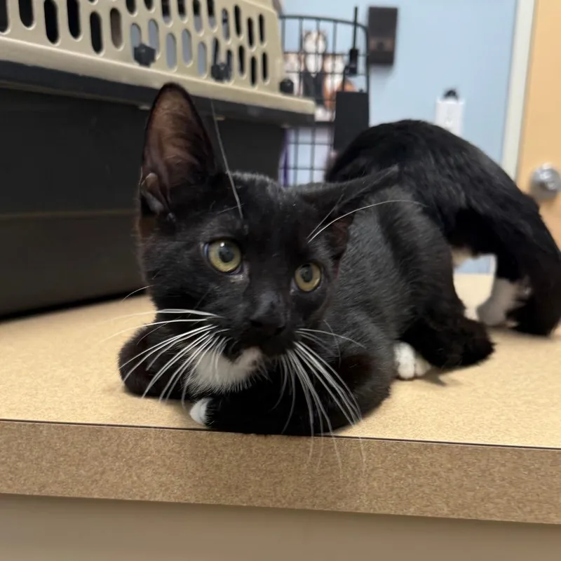 Boots Fischer thumbnail 2