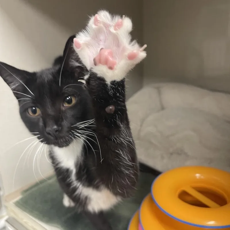 A young medium-sized male Black Domestic Short Hair cat named Big Hunter for adoption in Mentor, OH