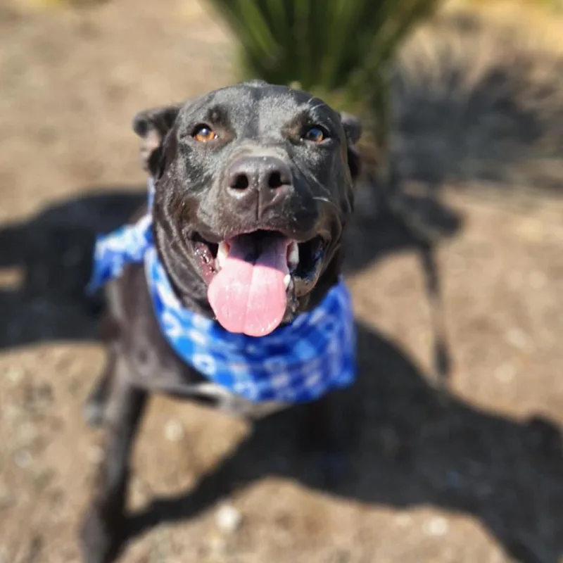 Batman Ka thumbnail 2