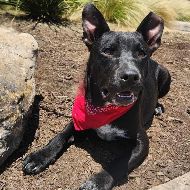 Batman Ka thumbnail 3