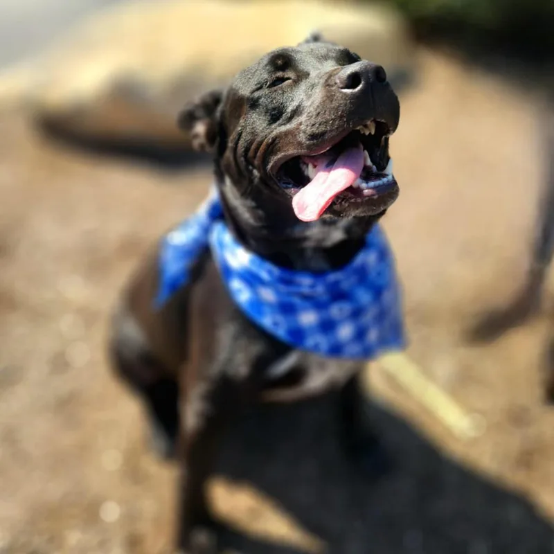 Batman Ka thumbnail 4