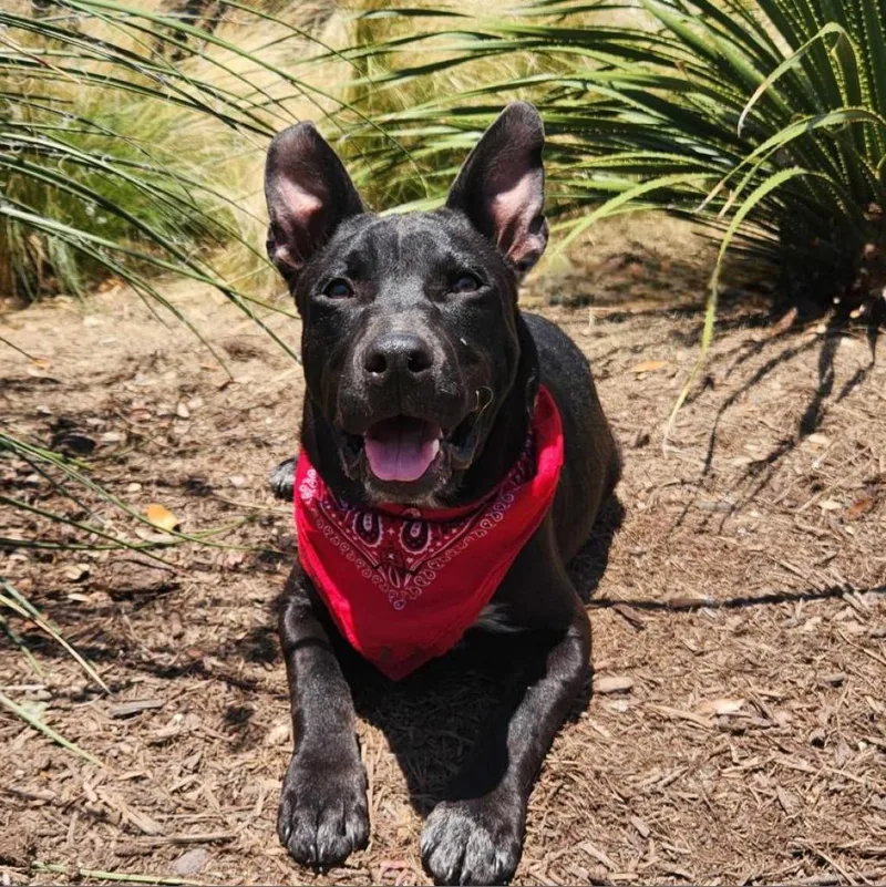 Batman Ka thumbnail 5