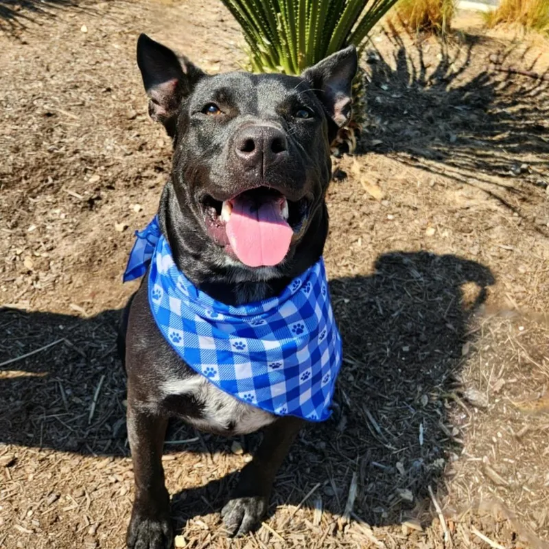 Batman Ka thumbnail 6