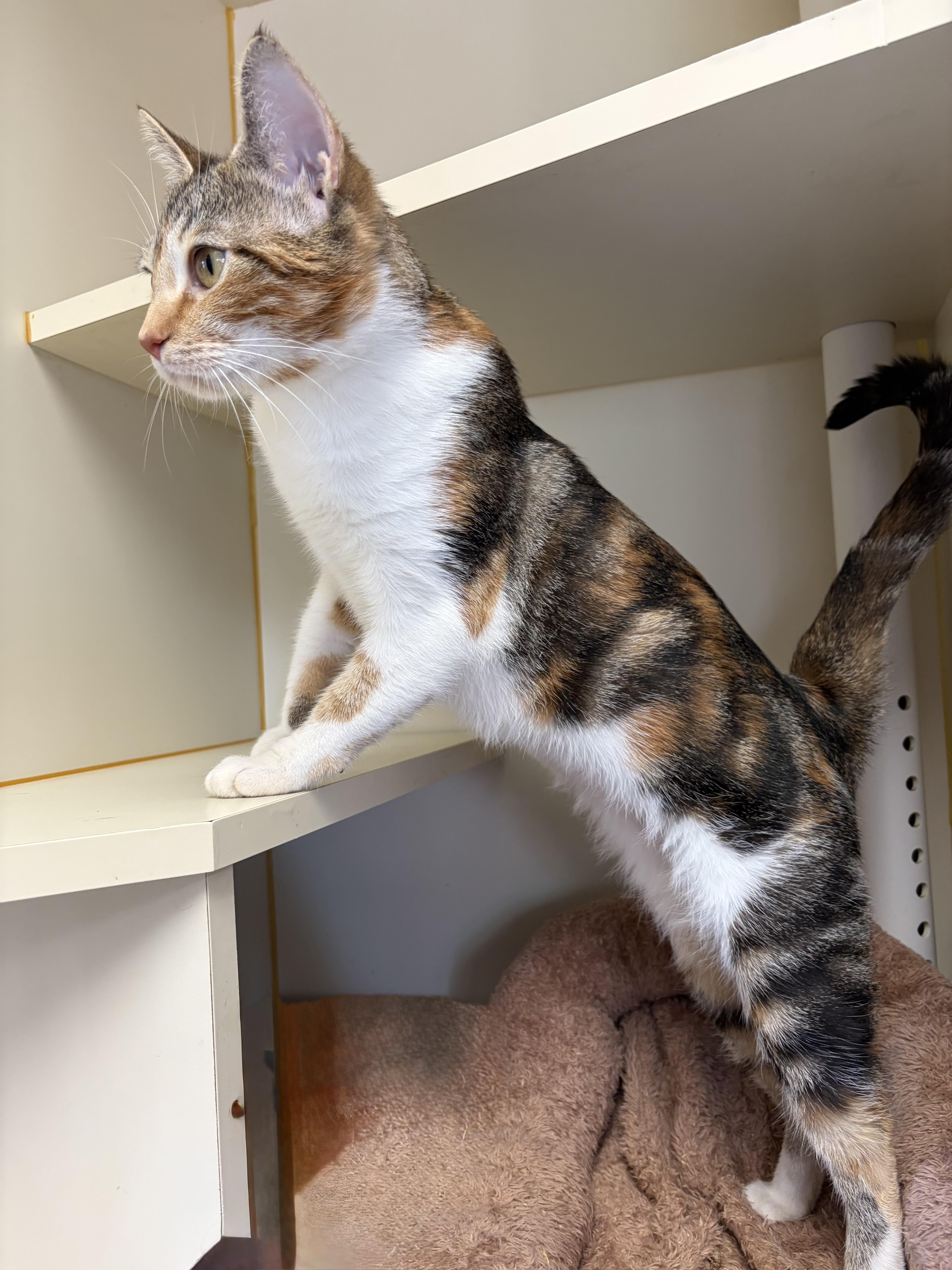An adult medium-sized female Domestic Short Hair cat named Ramona for adoption in Somerset, NJ