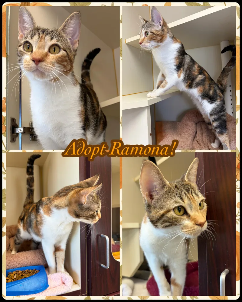 Ramona thumbnail 4