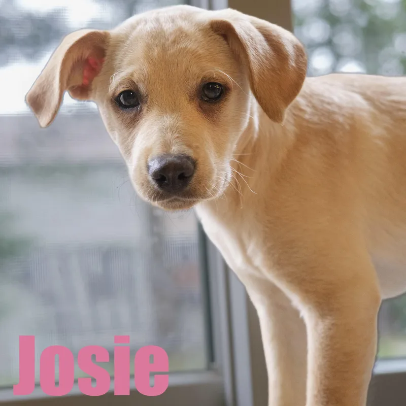Josie thumbnail 2