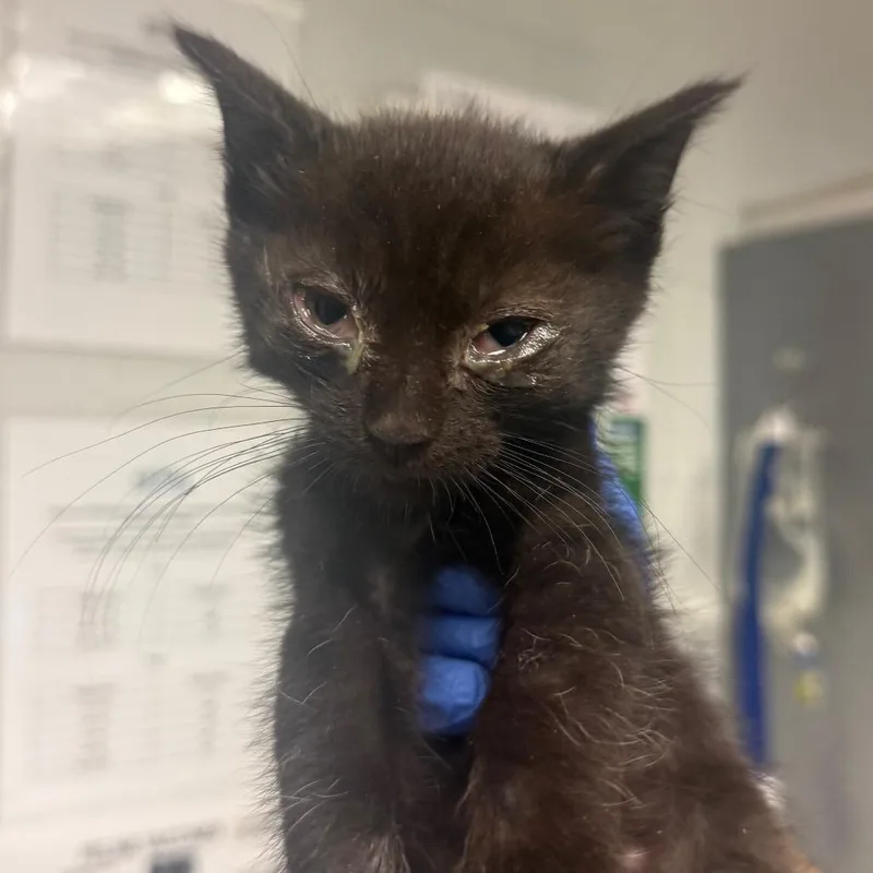 A baby small-sized male Domestic Short Hair cat named Samuel for adoption in Birdsboro, PA