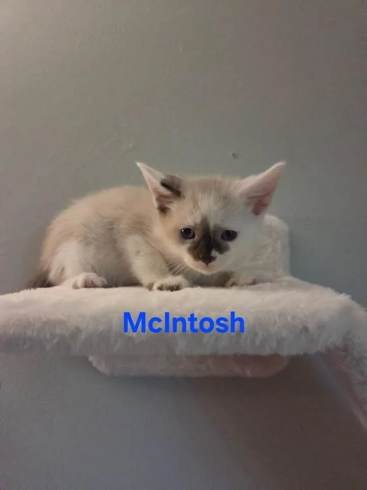 A baby medium-sized male Cream / Ivory Siamese cat named McIntosh for adoption in Muncie, IN