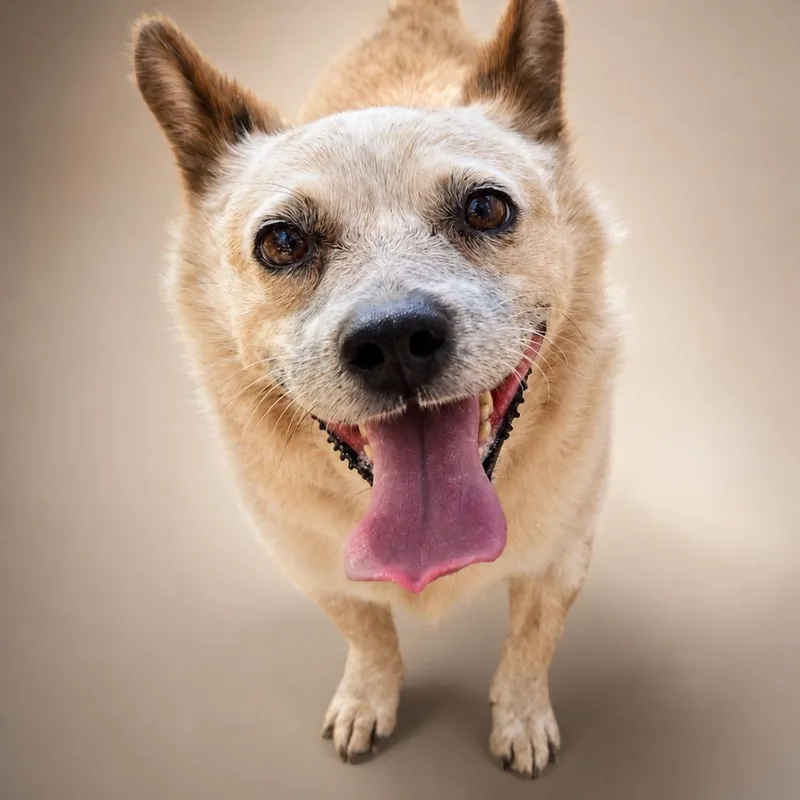 An adult medium-sized male Red / Chestnut / Orange Cattle Dog dog named Bingo for adoption in Newport, TN