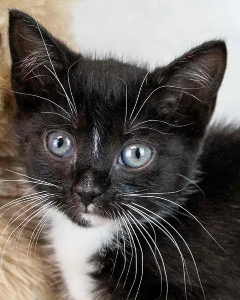 A baby medium-sized female Domestic Short Hair cat named Lilac for adoption in Kennesaw, GA