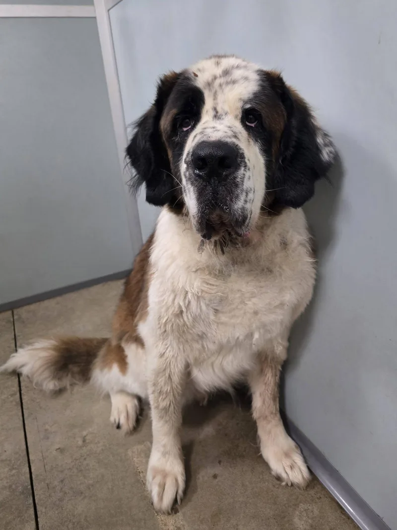 An adult extra large-sized male Saint Bernard dog named Apollo for adoption in Frankfort, IN