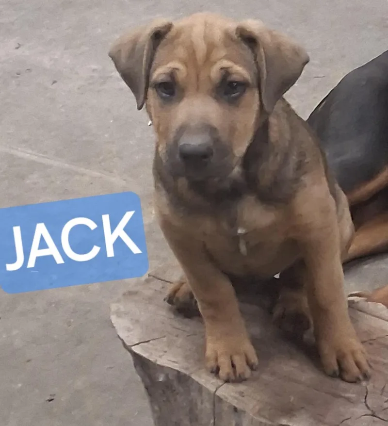 A baby large-sized male Bicolor Mixed Breed dog named Jack for adoption in Maineville, OH
