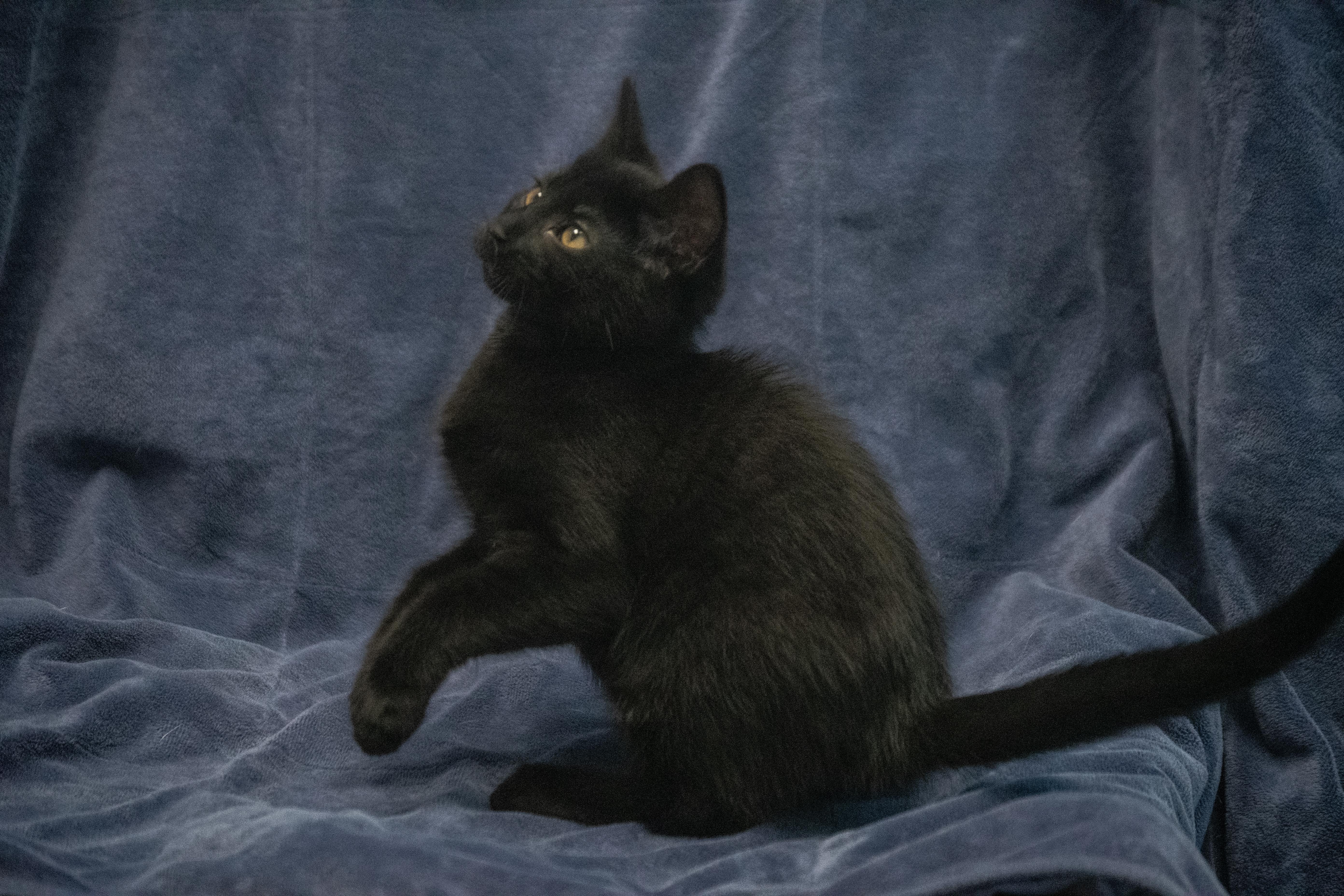 A baby medium-sized male Black Domestic Short Hair cat named Pepsi for adoption in Winchester, KY