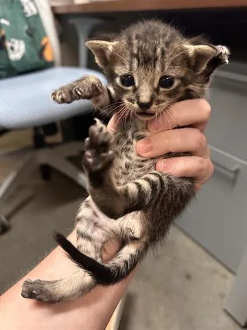 A baby small-sized male Domestic Short Hair cat named Skittles for adoption in Houston, TX