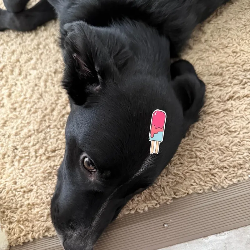 A young small-sized male Black Mixed Breed dog named Rocky for adoption in Lynchburg, VA