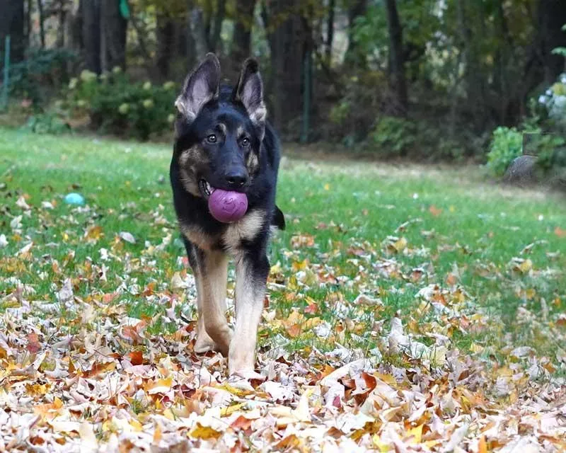 A baby large-sized female German Shepherd Dog dog named Bella for adoption in Wayland, MA