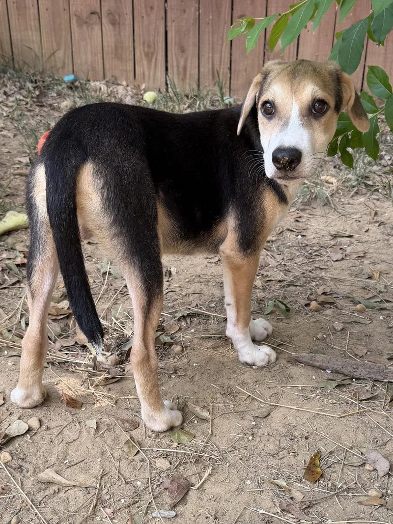 A young large-sized male Hound dog named Hank for adoption in Wetumpka, AL