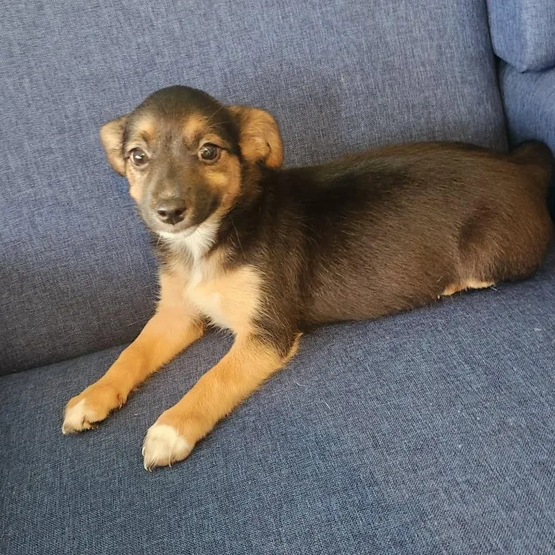 A baby small-sized female Yorkshire Terrier dog named Porscha for adoption in Cleveland, TN