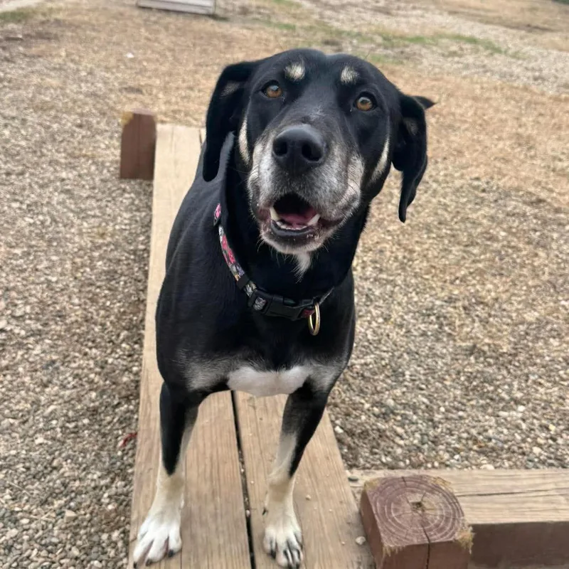 An adult medium-sized female Black Hound dog named Casey for adoption in Monticello, IA