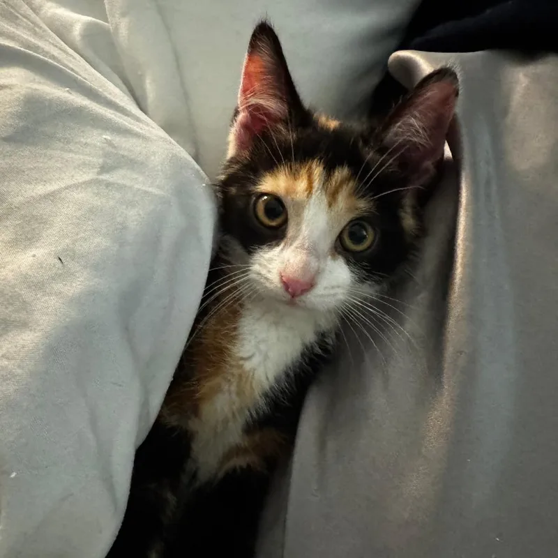 A baby small-sized female Calico Domestic Short Hair cat named Miss Scarlett for adoption in Evanston, IL