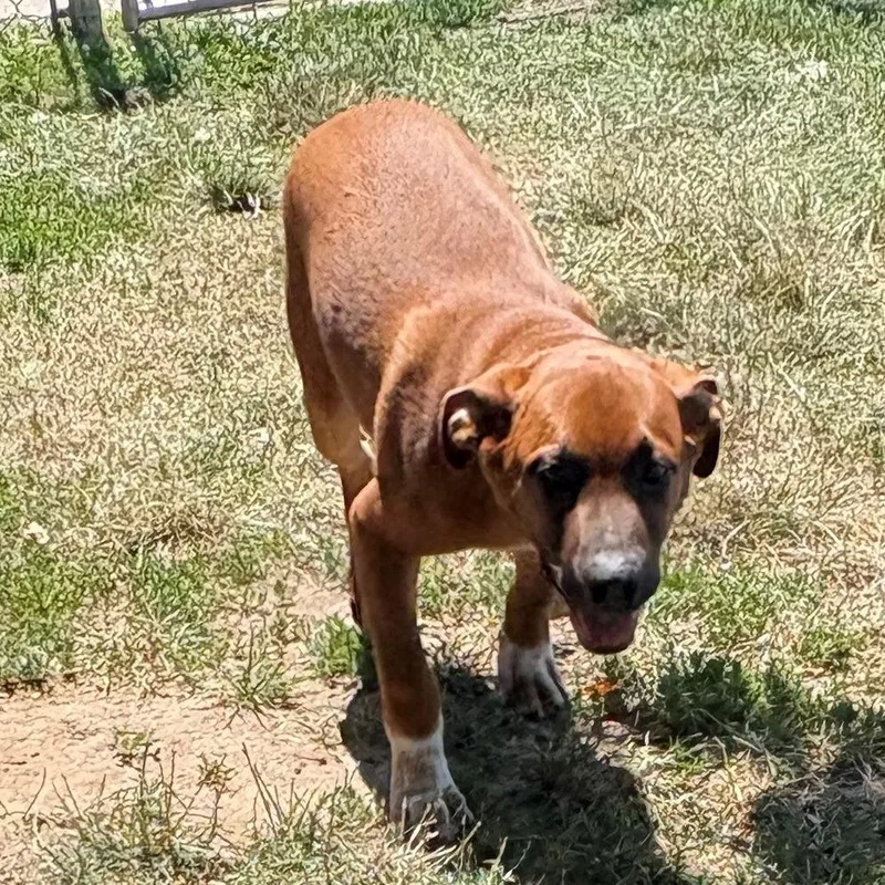 A baby small-sized male Brown / Chocolate Mixed Breed dog named Biscotti for adoption in East Hanover, NJ