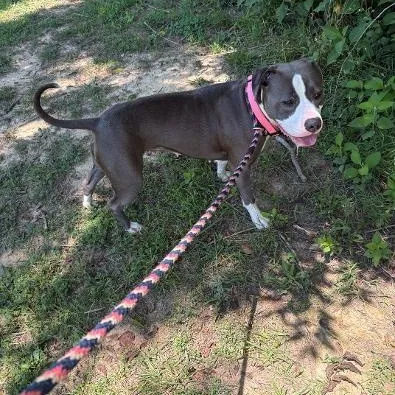 A young medium-sized female Gray / Blue / Silver American Staffordshire Terrier dog named Mars for adoption in Saluda, VA