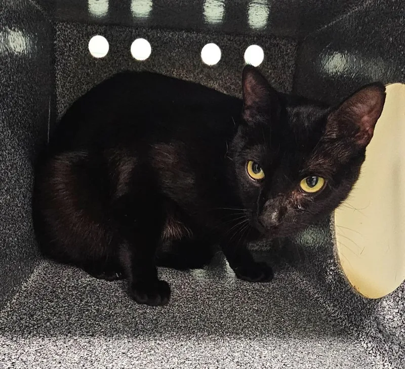 A young medium-sized female Domestic Short Hair cat named Jackie for adoption in Athens, TN