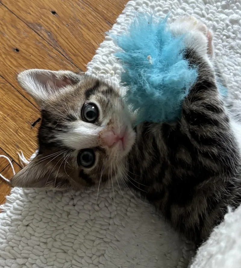 A baby small-sized female Tabby cat named Chia for adoption in Long Beach, NY