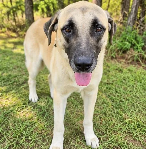 A young large-sized male Yellow / Tan / Blond / Fawn Anatolian Shepherd dog named Brutus for adoption in Foley, AL