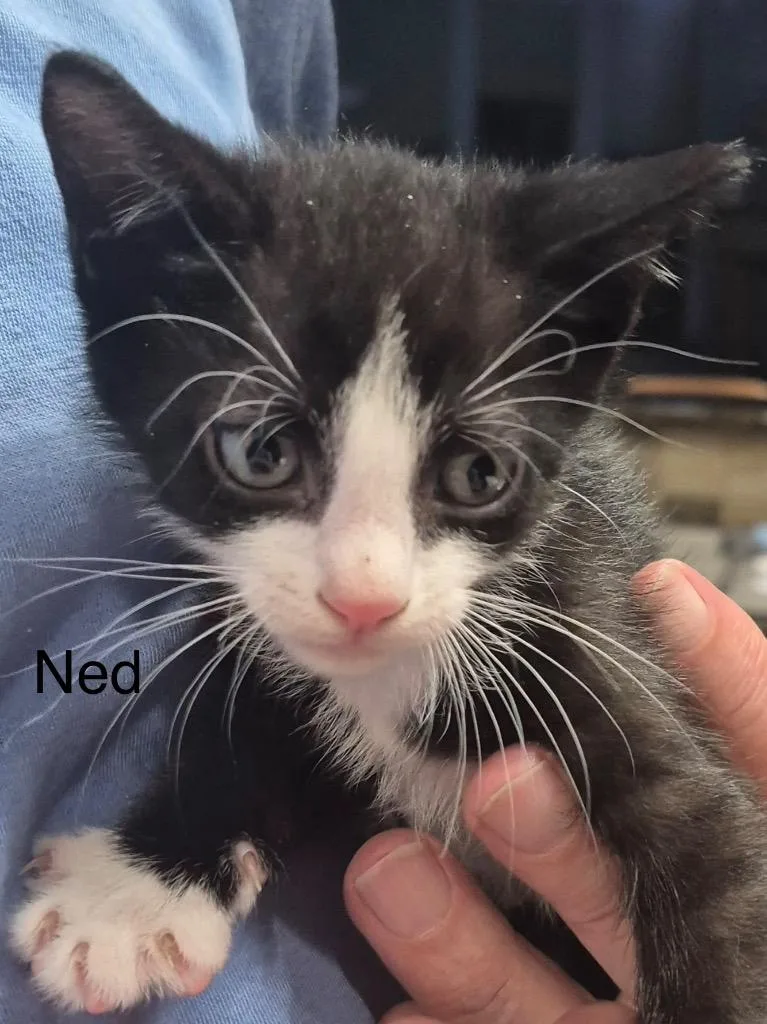 A baby medium-sized male Domestic Short Hair cat named Ned for adoption in Spring, TX