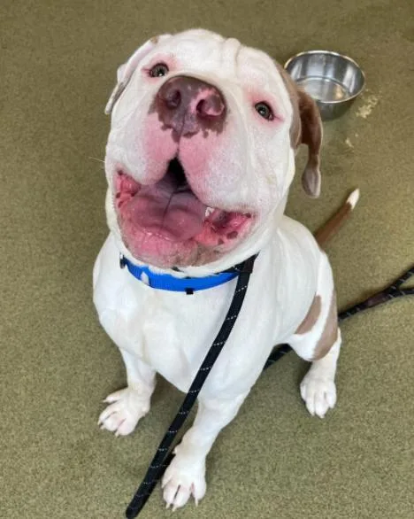 A young large-sized male Shar-Pei dog named Gus for adoption in Palatine, IL