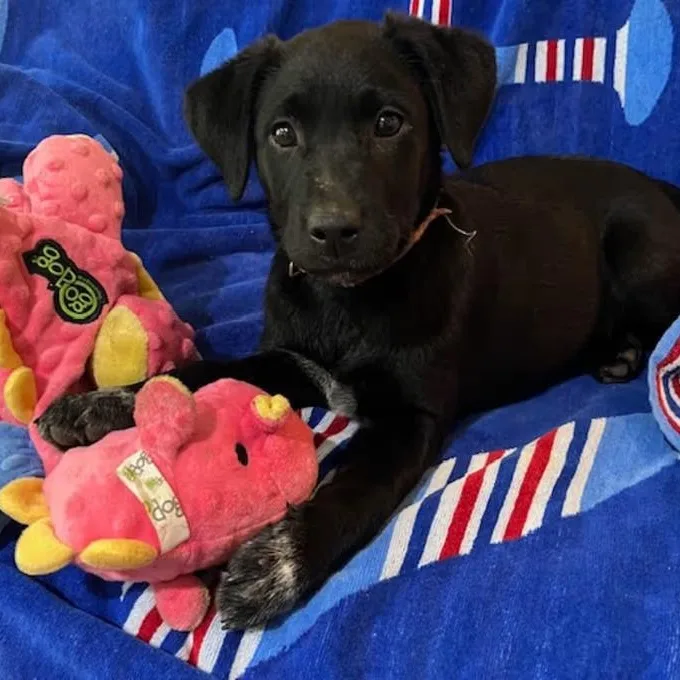 A young medium-sized female Black Mixed Breed dog named Kelsea Ballerini for adoption in Nantucket, MA
