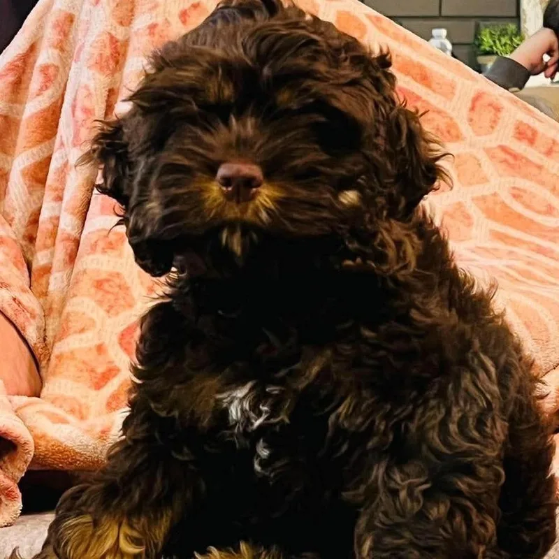A young small-sized female Brown / Chocolate Cockapoo dog named Millie for adoption in Bendena, KS