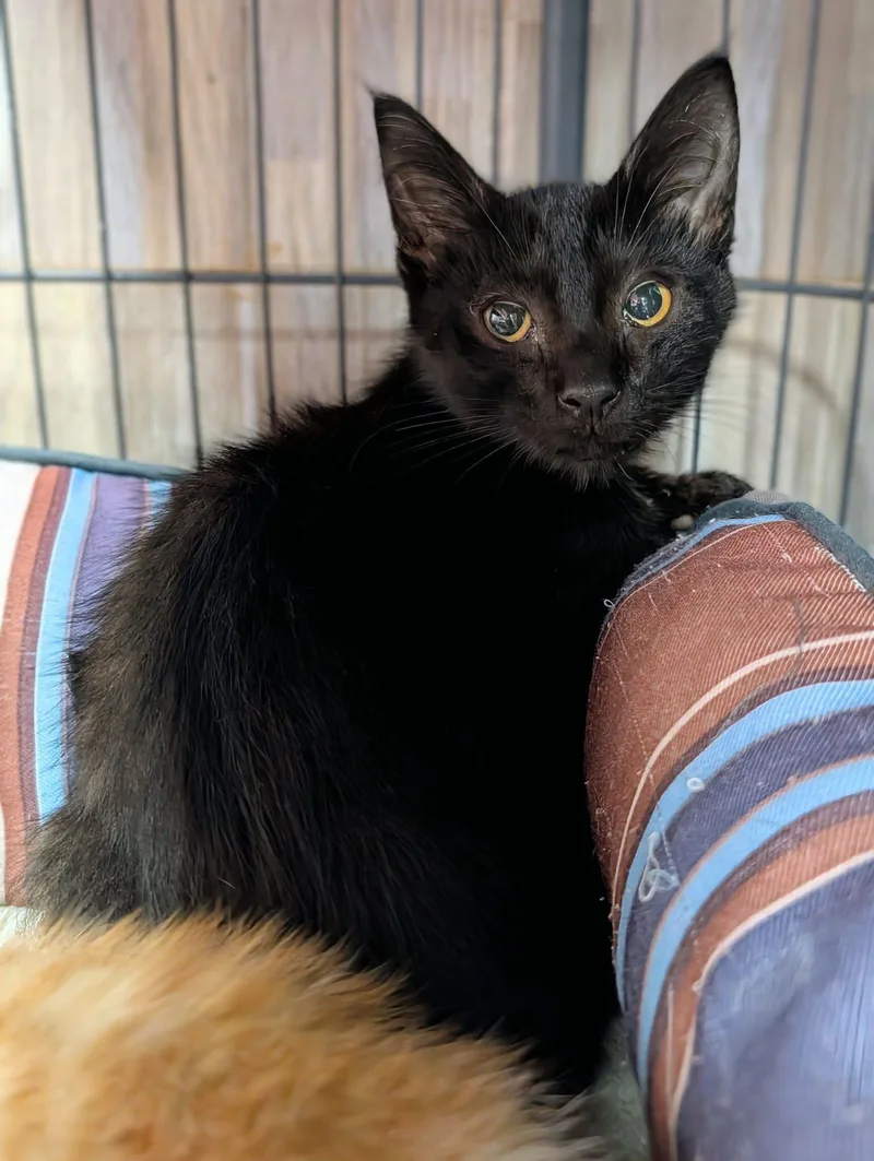 A baby medium-sized male Domestic Short Hair cat named Simon for adoption in Newburgh, IN