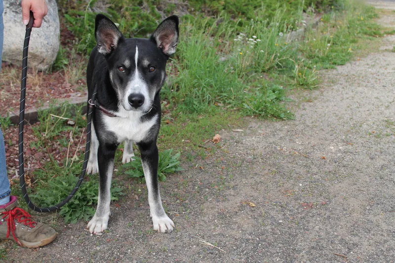 A young medium-sized male Mixed Breed dog named Big Ears for adoption in McCall, ID