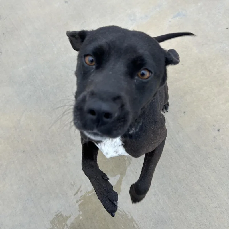 An adult medium-sized male Black Pit Bull Terrier dog named Dexter for adoption in Harrisonburg, VA