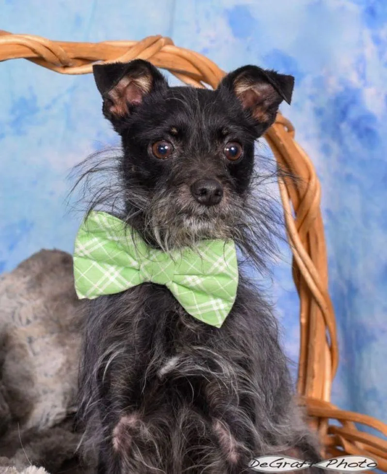 A young small-sized male Affenpinscher dog named Paddy for adoption in Staley, NC
